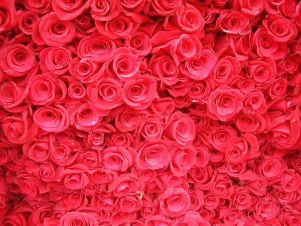 trieu-doa-hong-million-rose