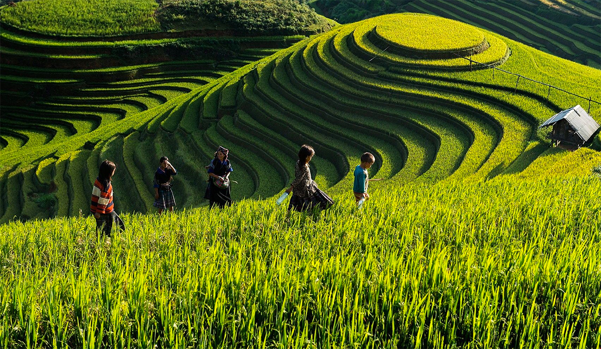 DU LỊCH TÂY BẮC: MÙ CANG CHẢI MÙA LÚA CHÍN