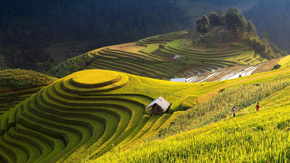 DU LỊCH TÂY BẮC: NGHĨA LỘ - TÚ LỆ - MÙ CANG CHẢI - SUỐI GIÀNG