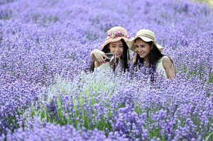 SAY ĐẮM MÙA OẢI HƯƠNG Ở TÂN CƯƠNG