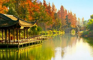 NGẮM LÁ VÀNG MÙA THU HÀNG CHÂU