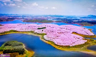 HÒN ĐẢO HOA ANH ĐÀO RỰC RỠ Ở QUÝ CHÂU