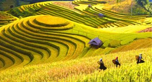 HÀ GIANG MÙA LÚA CHÍN - MÙA ĐẸP NHẤT TRONG NĂM