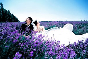 ĐI TÌM MÙA HOA OẢI HƯƠNG TÂN CƯƠNG