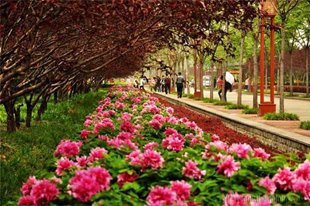 THẾ GIỚI HOA MẪU ĐƠN Ở LẠC DƯƠNG TRUNG QUỐC