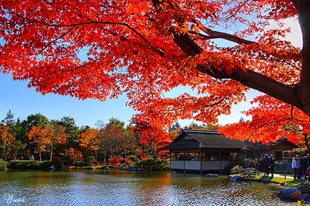 Vẻ đẹp thơ mộng mùa lá đỏ Nhật Bản