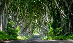CON ĐƯỜNG CÂY ĐẸP MA MỊ Ở BẮC IRELAND