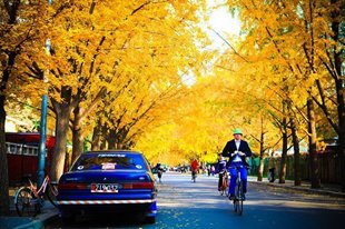 MÙA THU NHUỘM VÀNG BẮC KINH