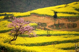 CÔN MINH - LA BÌNH - NGUYÊN DƯƠNG