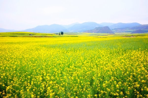 Hoa-cai-vang-o-Sa-Khau