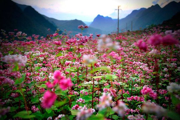 Hoa-tam-giac-mach-du-lich-Ha-Giang-Happytours-2