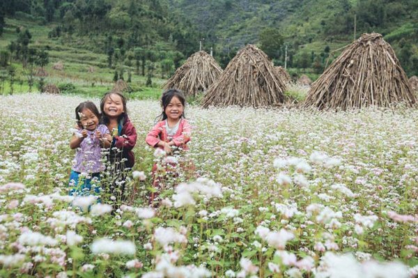 Hoa-tam-giac-mach-du-lich-Ha-Giang-Happytours-3