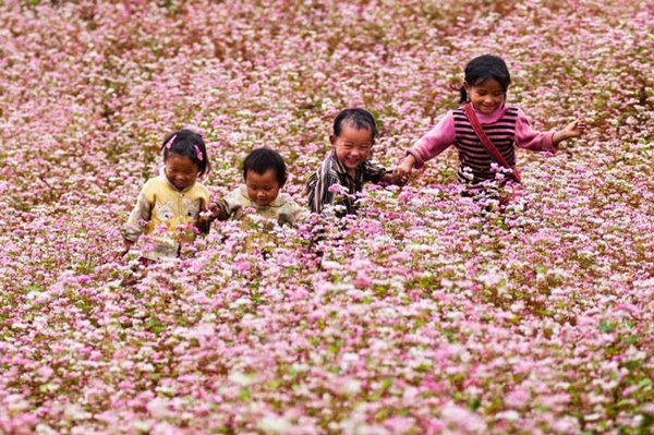 Hoa-tam-giac-mach-du-lich-Ha-Giang-Happytours-4