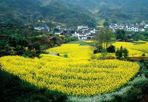 hoa-cai-cao-hoang-tho-son-tay