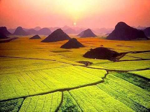 hoa-cai-quy-duong-quy-chau