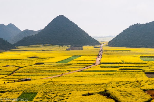 hoa-cai-la-binh