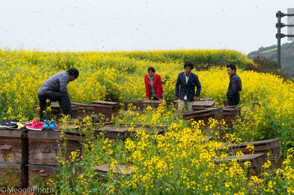 hoa-cai-la-binh