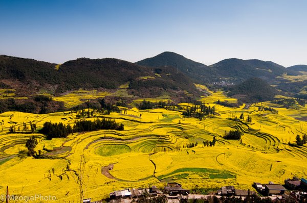 hoa-cai-la-binh