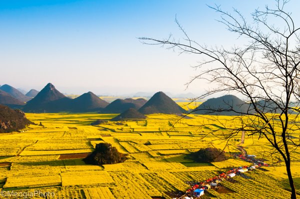 hoa-cai-la-binh