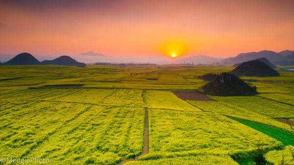 hoa-cai-la-binh