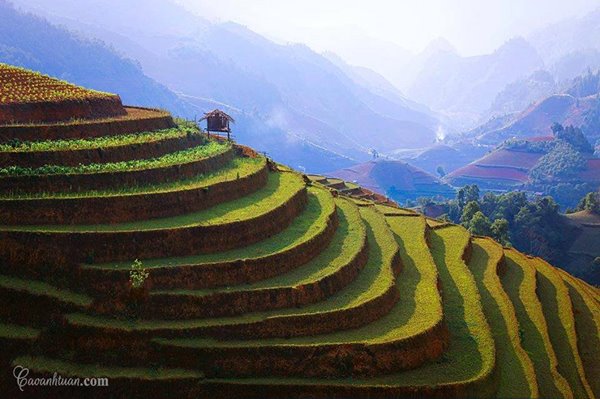 mùa-lúa-chín-du-lich-hà-giang-happytours-2