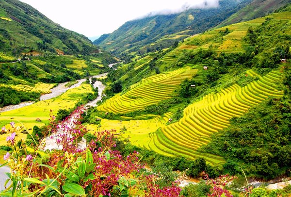 mùa-lúa-chín-du-lich-hà-giang-happytours-6