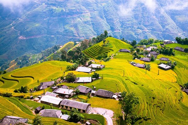mùa-lúa-chín-du-lich-hà-giang-happytours-7