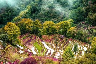 NGẮM RUỘNG BẬC THANG TUYỆT ĐẸP Ở NGUYÊN DƯƠNG