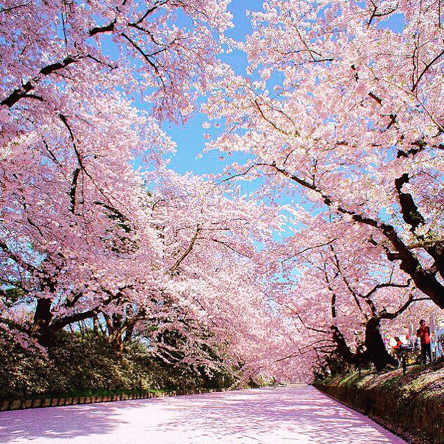Mùa hoa anh đào  mùa kinh doanh màu nhiệm ở Nhật Bản  baotintucvn